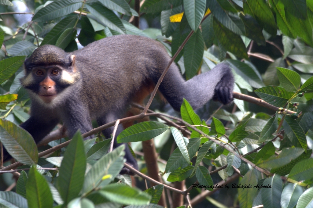 Red-Eared Guenon