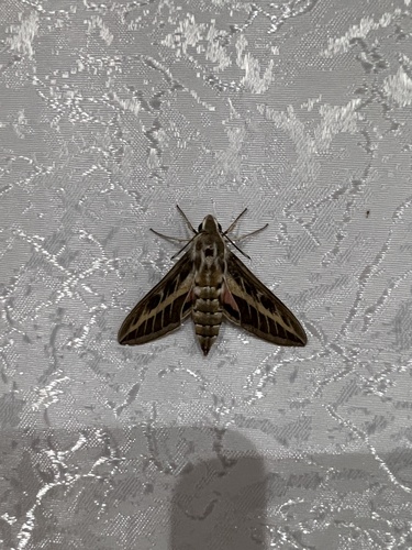 Striped Hawkmoth