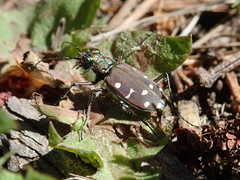 Cicindela oregona oregona