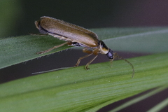 Cantharis decipiens