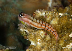 Twocoat Coralblenny photo 2