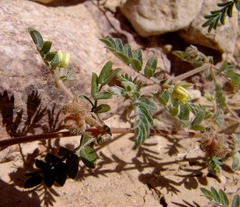 Tribulus bimucronatus