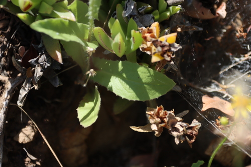 Image of Ruschia rubricaulis by (c) Tony Rebelo, some rights reserved (CC BY-SA)