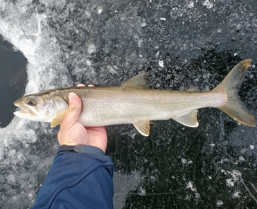Lake Trout