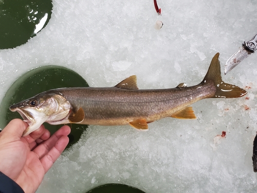 Lake Trout