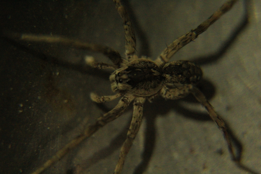 Pavocosa gallopavo