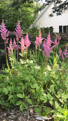 Astilbe