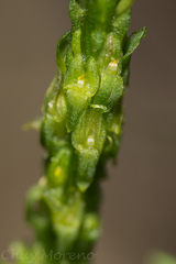 Malaxis macrostachya