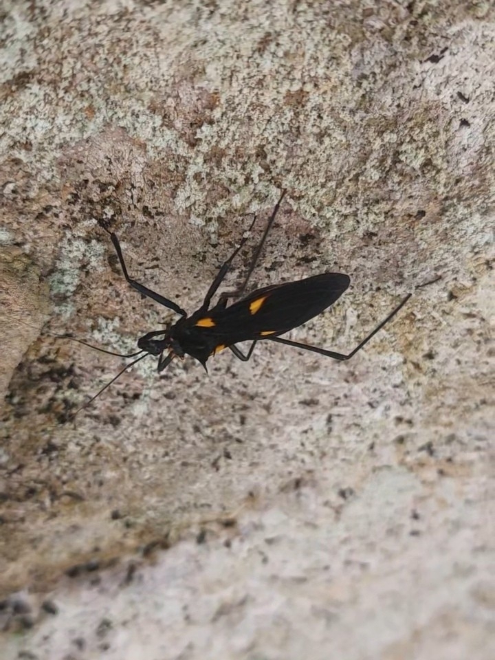 Zelurus luteoguttatus
