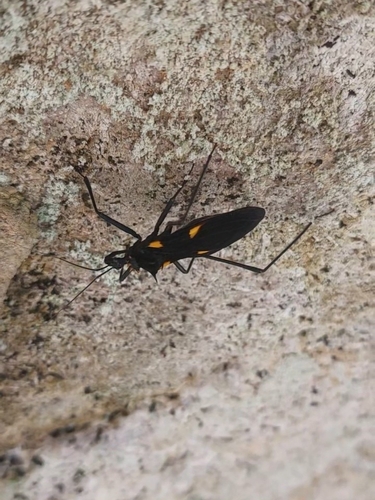 Zelurus luteoguttatus