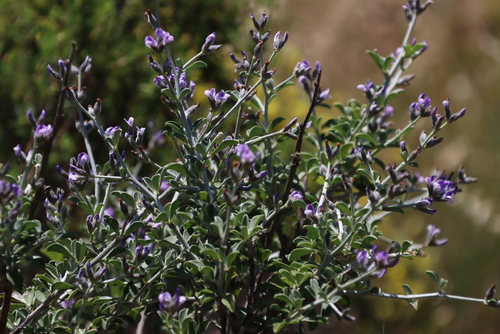 Image of Psoralea hirta by (c) Tony Rebelo, some rights reserved (CC BY-SA)