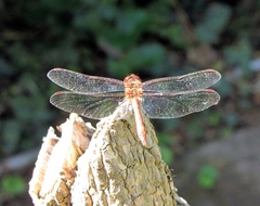 Sympetrum striolatum