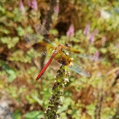 Sympetrum semicinctum