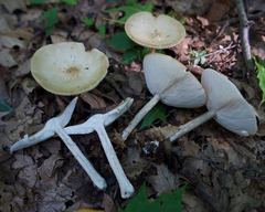 Melanoleuca alboflavida