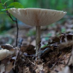 Melanoleuca alboflavida