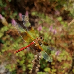 Sympetrum semicinctum