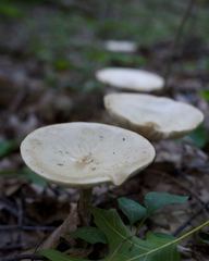 Melanoleuca alboflavida