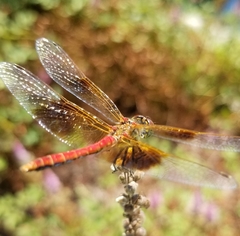 Sympetrum semicinctum
