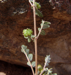 Tribulus bimucronatus