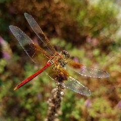 Sympetrum semicinctum