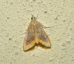 Lepidoplaga flavicinctalis