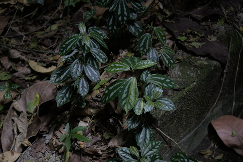 Pilea cadierei