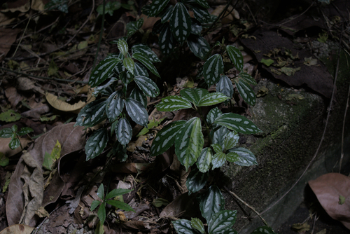 Pilea cadierei
