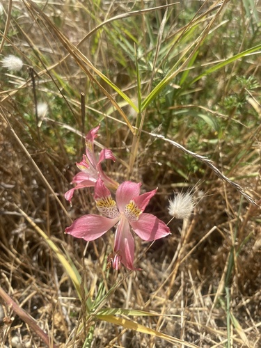 Foto de Astromélia