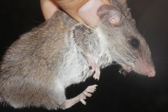 Osgood's Deermouse photo 2