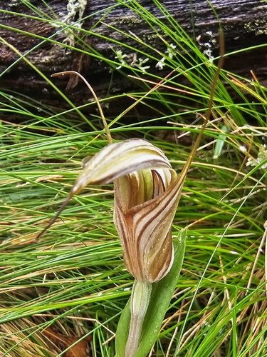 scarlet greenhood (Pterostylis coccina)