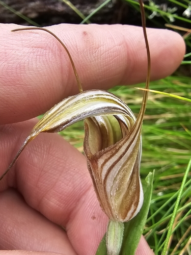Image of Pterostylis coccina by (c) Richard Dimon, some rights reserved (CC BY)