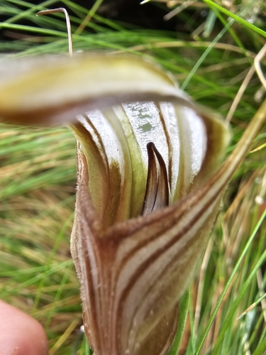 Image of Pterostylis coccina by (c) Richard Dimon, some rights reserved (CC BY)