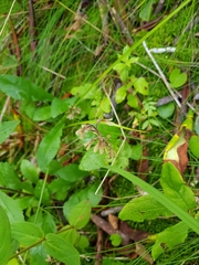 Neottia smallii