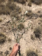 Mentzelia strictissima