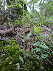 Malaxis macrostachya