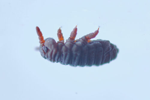 Water Springtail, photo 6 of 10