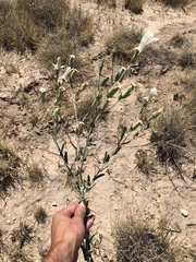 Mentzelia strictissima