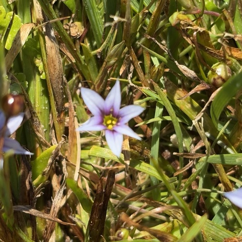 Foto de Puxirum