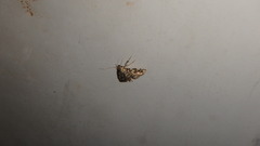 Lygropia rivulalis