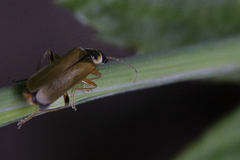 Cantharis decipiens