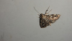 Lygropia rivulalis