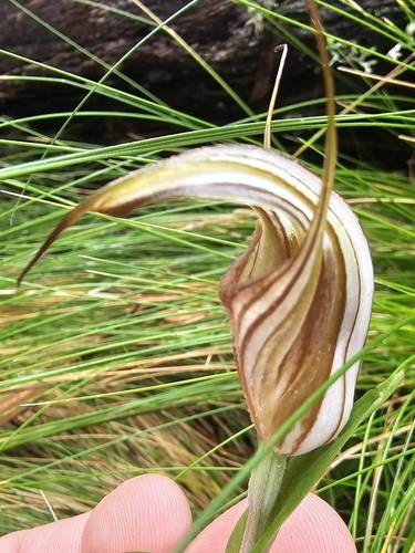 Image of Pterostylis coccina by (c) Richard Dimon, some rights reserved (CC BY)