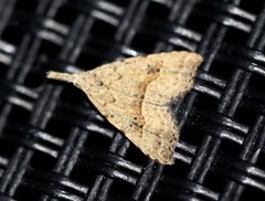 Trigonistis asthenopa
