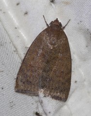 Austrocarea iocephala