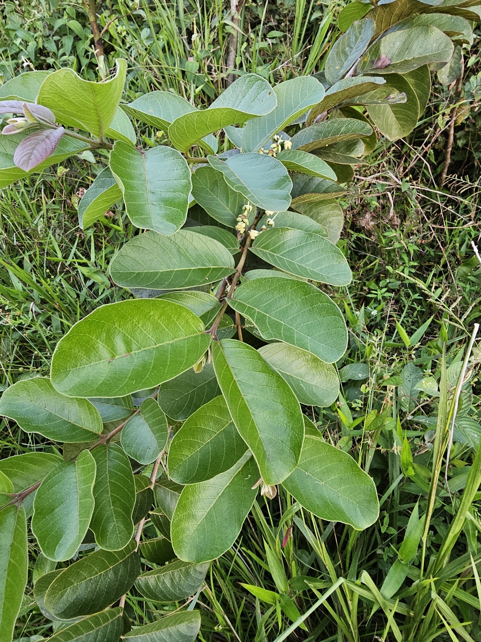 Psidium guyanense