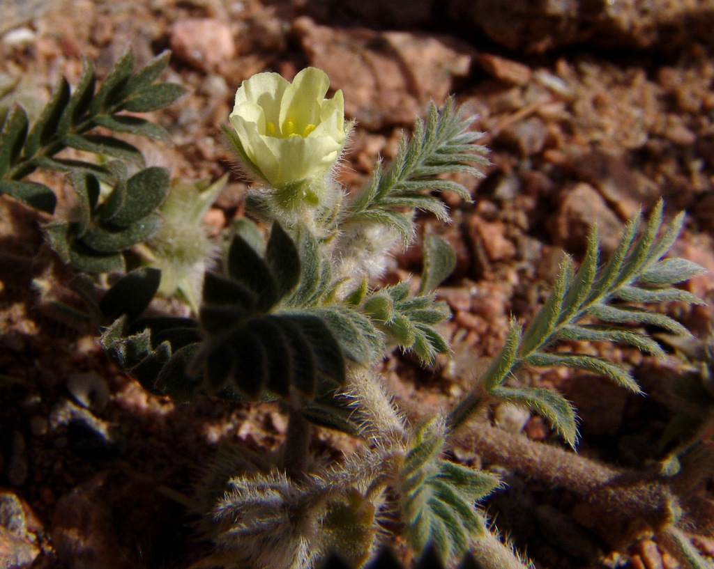 Tribulus pentandrus