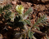 Tribulus pentandrus - Photo (c) Ron Frumkin, some rights reserved (CC BY-NC), uploaded by Ron Frumkin