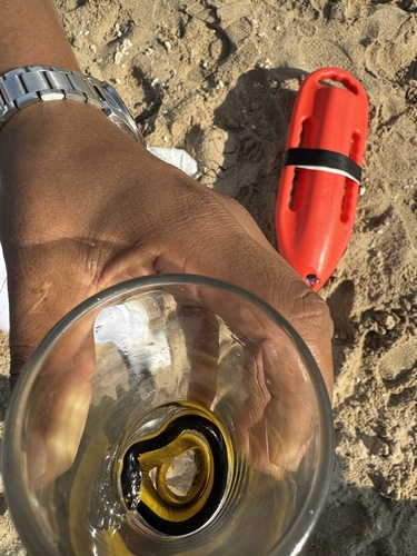 Yellow-bellied Sea Snake (Hydrophis platurus)