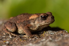 Western Common Toad photo 3