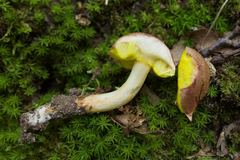 Aureoboletus auriporus